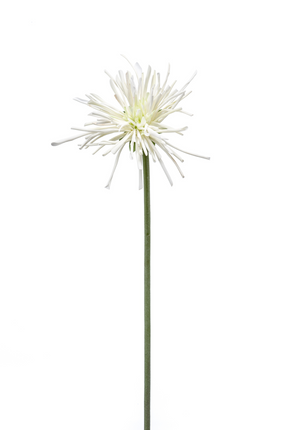 Zijden bloem "Gerbera spider RT white | 60 cm