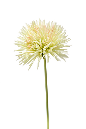 Zijden bloem "Chrysanthemum" Spray light green | 58 cm