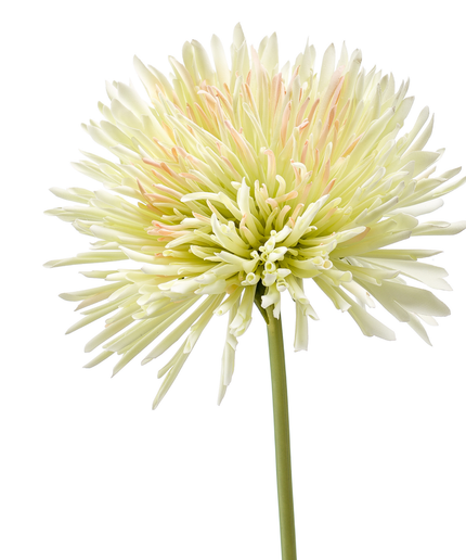 Zijden bloem "Chrysanthemum" Spray light green | 58 cm