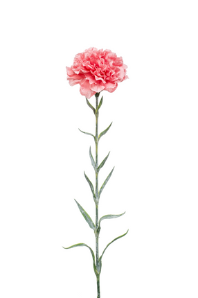 Zijden bloem "Dianthus" spray pink | 67 cm