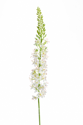 Zijden bloem "Eremurus" Spray Cream | 105cm