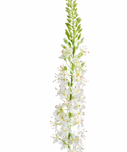 Zijden bloem "Eremurus" Spray Cream | 105cm