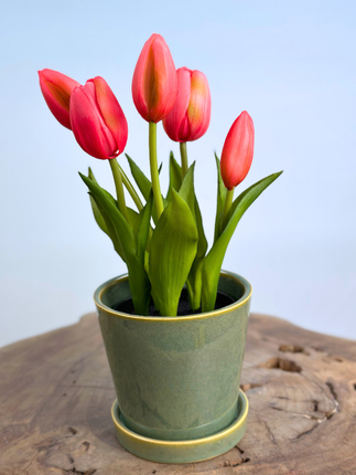 Kunst Tulpen - roze (incl. groene pot) | 30cm