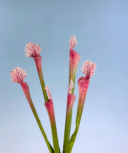 Zijden bloem Trompetbekerplant "Juthatip Soper"